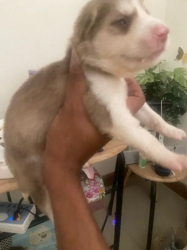 ลูกสุนัข