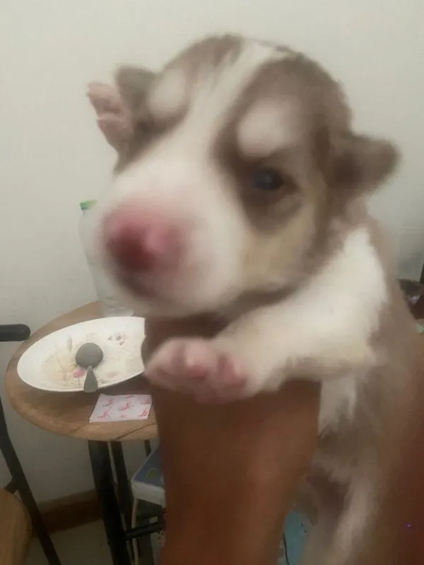 ลูกสุนัข