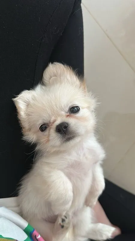 ดญชิวาว่า 7 ขีด