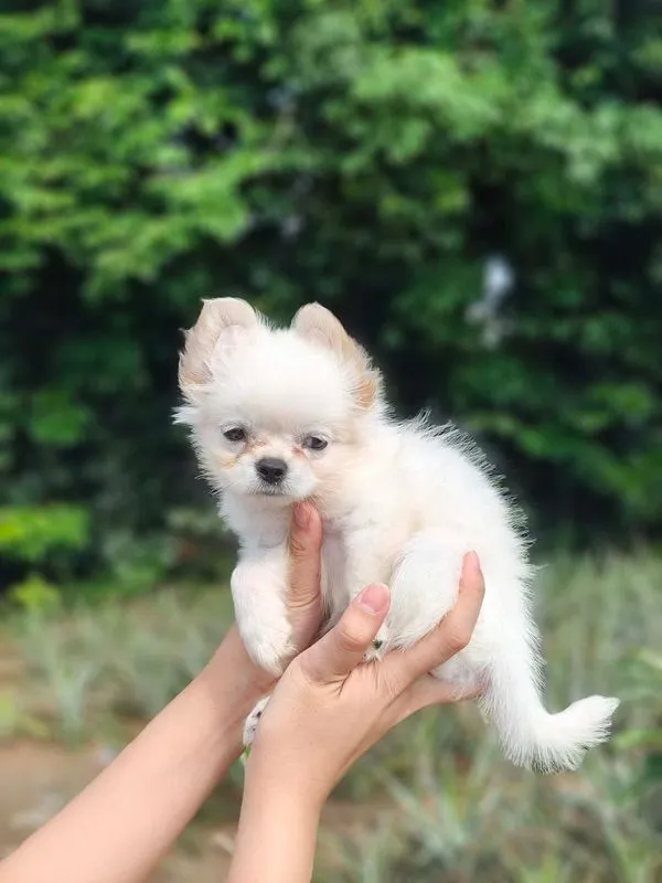 ดญชิวาว่า 7 ขีด
