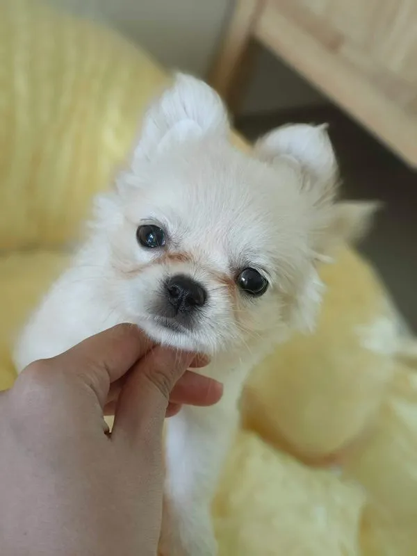 ดญชิวาว่า 7 ขีด