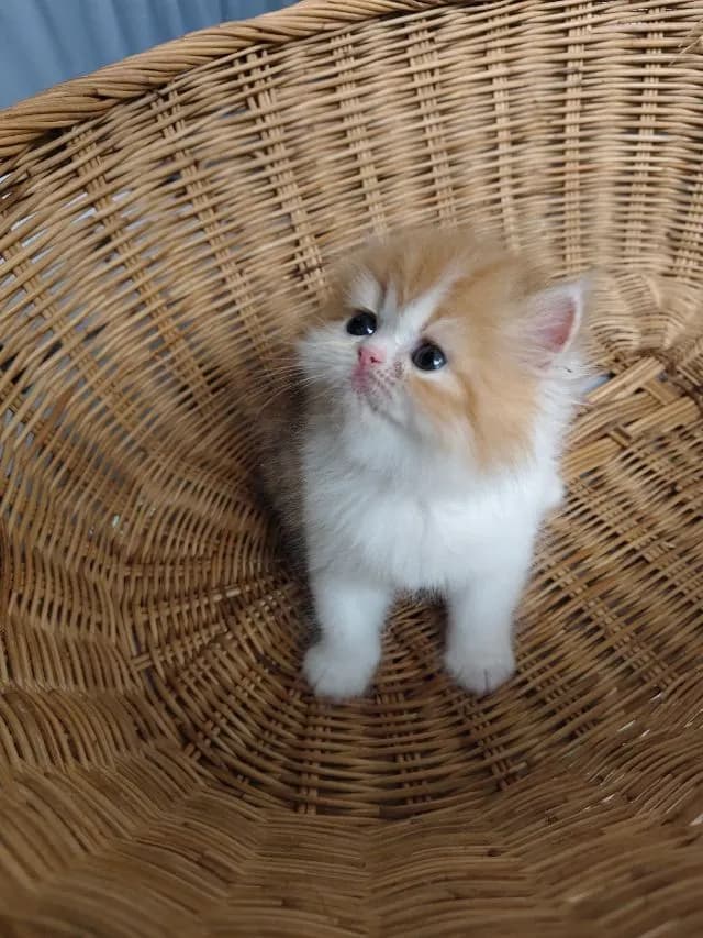 แมวเปอร์เซียสามสี
