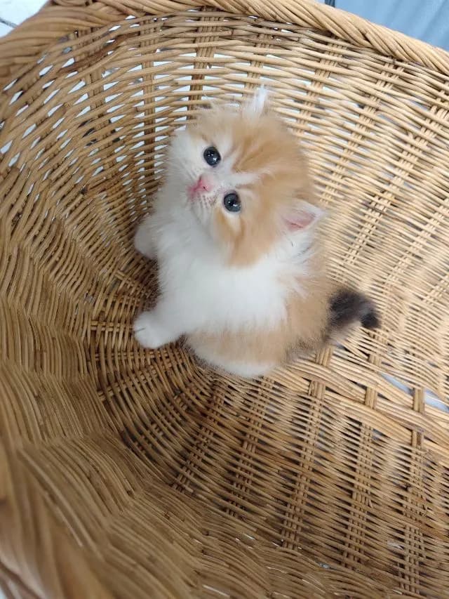 แมวเปอร์เซียสามสี