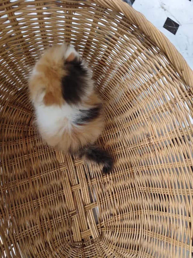 แมวเปอร์เซียสามสี
