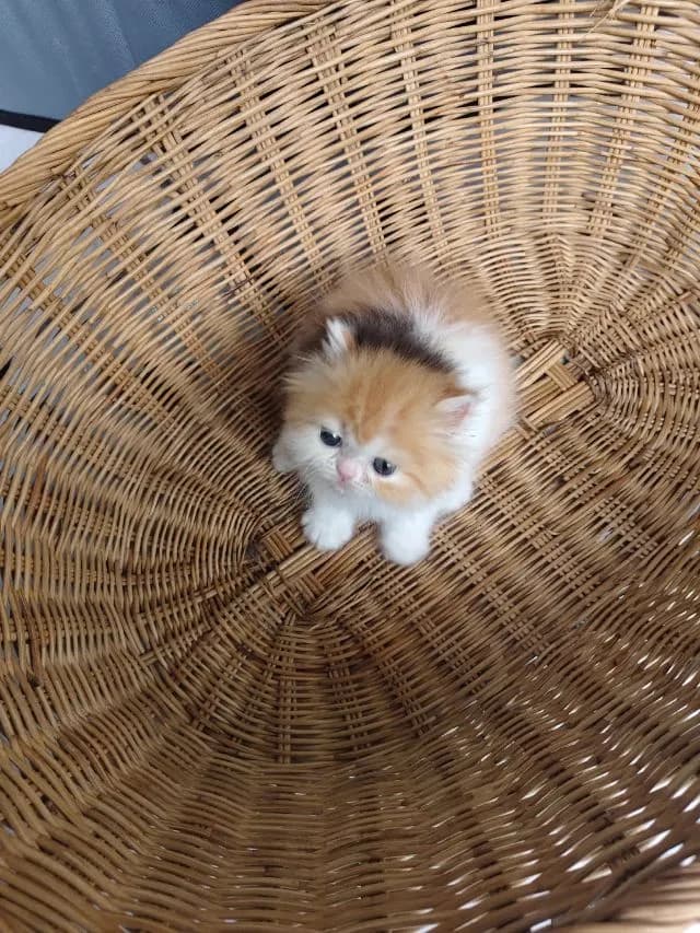 แมวเปอร์เซียสามสี