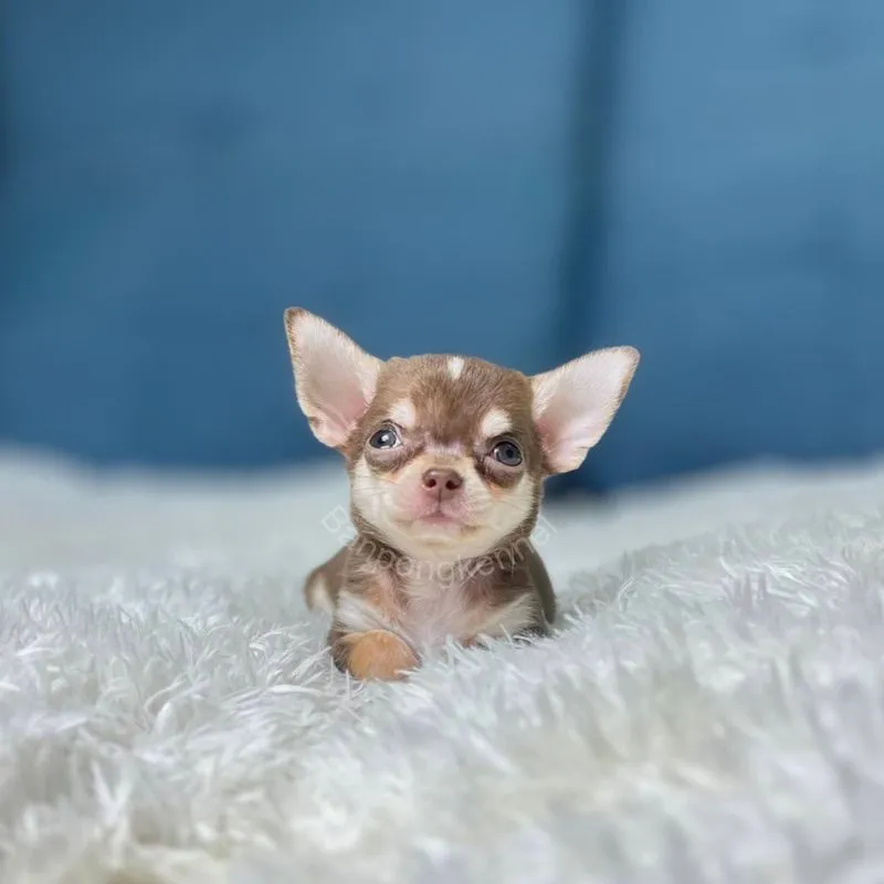 ลูกชิวาวาขนสุ้้น