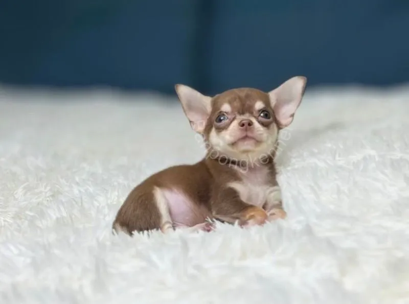 ลูกชิวาวาขนสุ้้น