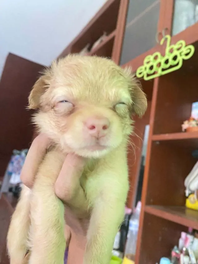 ลูกสุนัขชิวาว่า จังหวัดกรุงเทพมหานคร