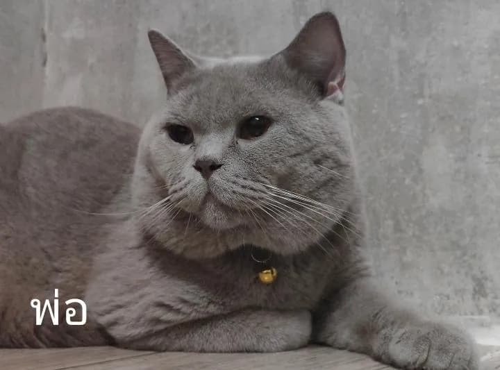 แมวบริติช ช็อตแฮร์ ช/ญ