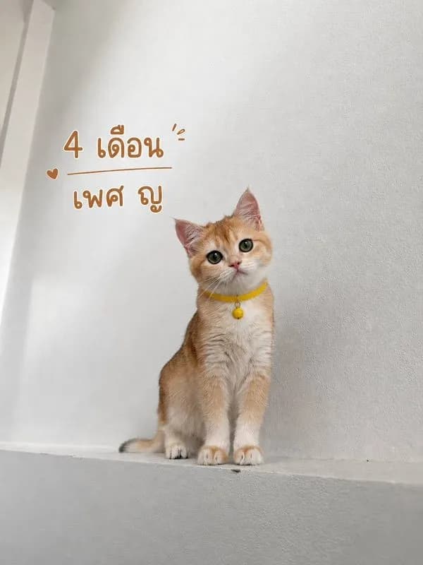 แมวบริติช ชอร์ตแฮร์