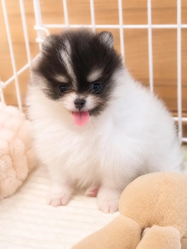 ปอมเมอเรเนียน (Pomeranian) สีปาร์ตี้ไตรคัลเลอร์ คิ้วขาว