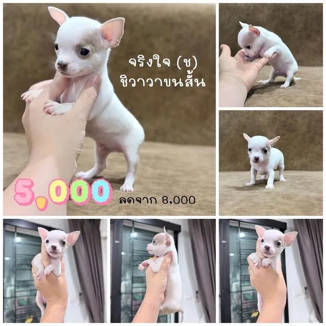 ชิวาวาแท้ขนสั้น เพศผู้ พร้อมย้ายบ้าน