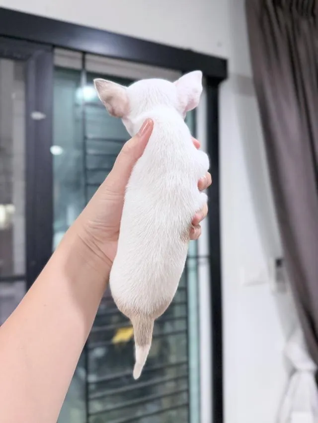 ชิวาวาแท้ขนสั้น เพศผู้ พร้อมย้ายบ้าน
