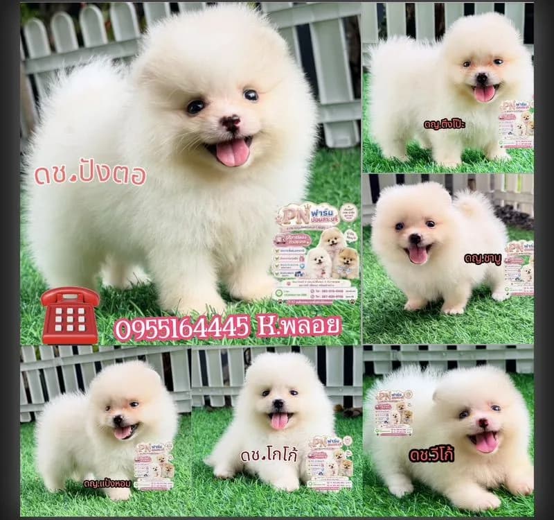 ปอมแท้ราคาถูก