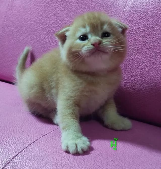 ขายแมวสก๊อตติสโฟร์ด😻