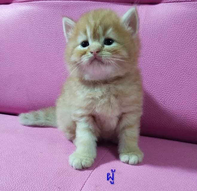 ขายแมวสก๊อตติสโฟร์ด😻