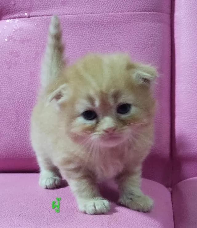 ขายแมวสก๊อตติสโฟร์ด😻