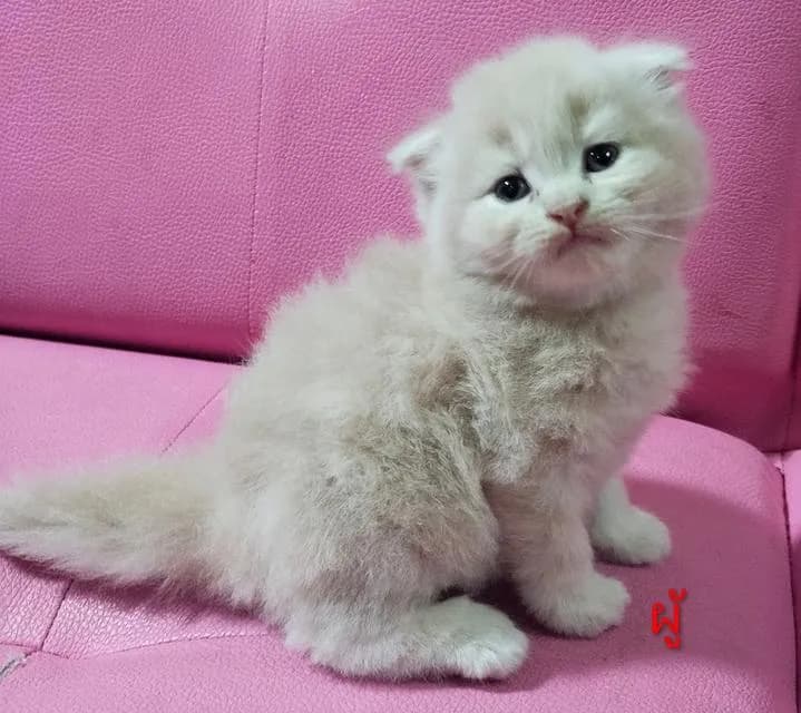 ขายแมวสก๊อตติสโฟร์ด😻