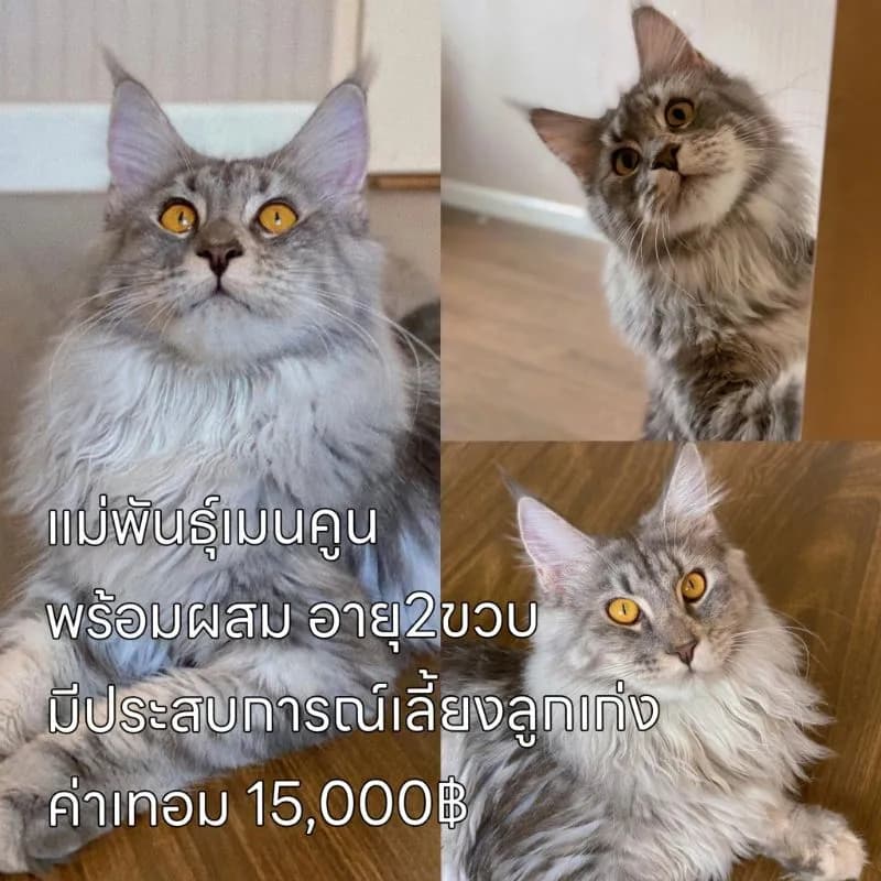 ลดประชากรแม่พันธุ์ พร้อมผสม มีทั้งพันธุ์เมนคูนและมันช์กิ้นขาสั้น