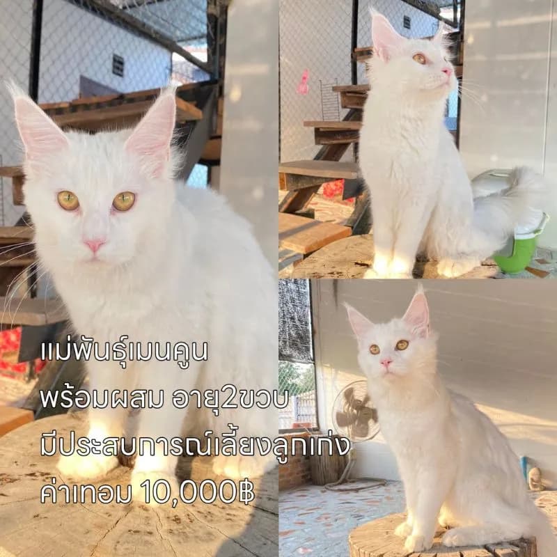 ลดประชากรแม่พันธุ์ พร้อมผสม มีทั้งพันธุ์เมนคูนและมันช์กิ้นขาสั้น