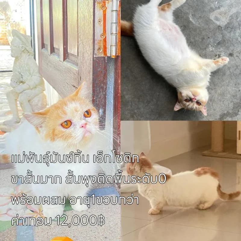 ลดประชากรแม่พันธุ์ พร้อมผสม มีทั้งพันธุ์เมนคูนและมันช์กิ้นขาสั้น