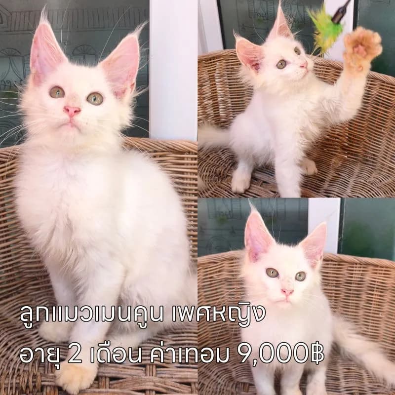 ลดประชากรแม่พันธุ์ พร้อมผสม มีทั้งพันธุ์เมนคูนและมันช์กิ้นขาสั้น