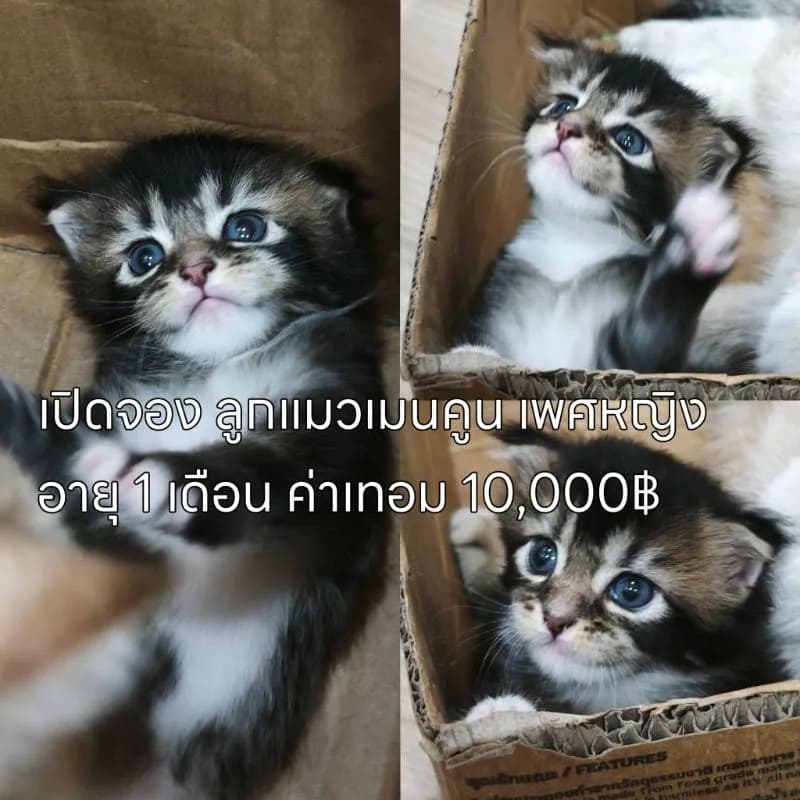 ลดประชากรแม่พันธุ์ พร้อมผสม มีทั้งพันธุ์เมนคูนและมันช์กิ้นขาสั้น