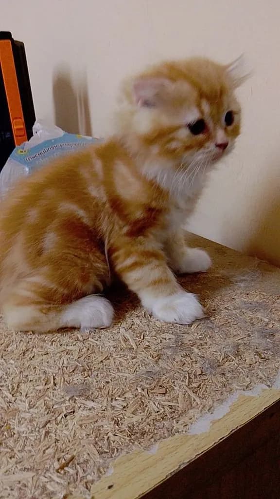 น้องแมวสก๊อตติชโฟลด์