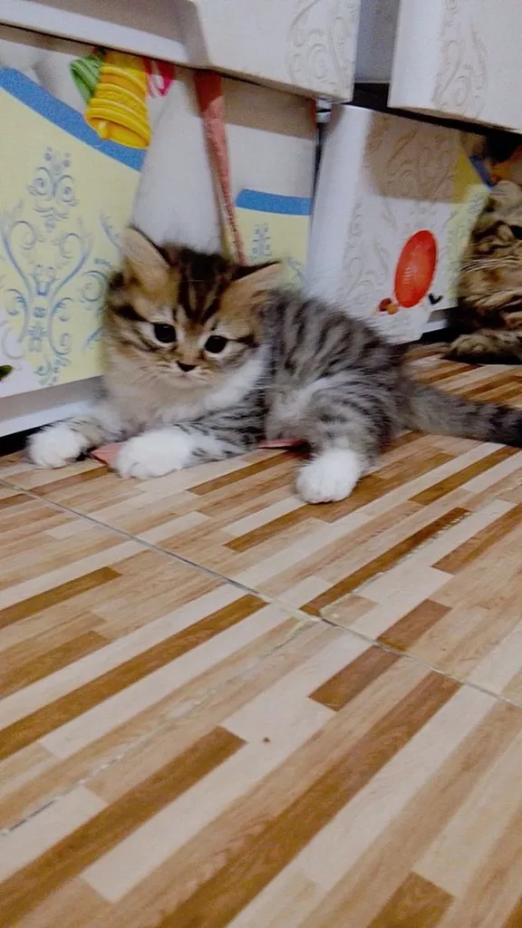 น้องแมวสก๊อตติชโฟลด์