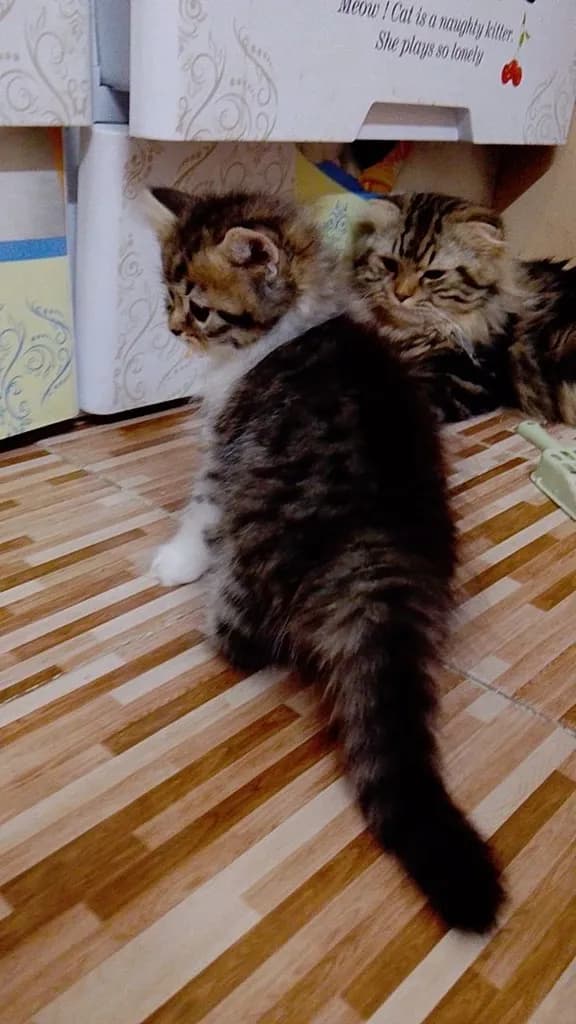 น้องแมวสก๊อตติชโฟลด์