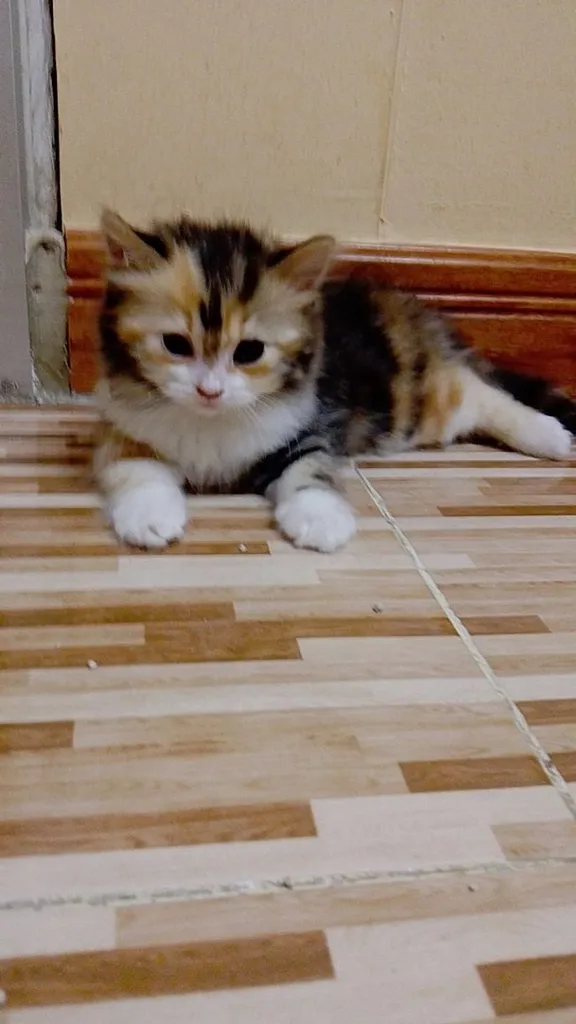น้องแมวสก๊อตติชโฟลด์