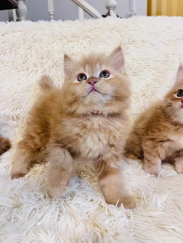แมว เปอร์เซียสีส้ม สามสี
