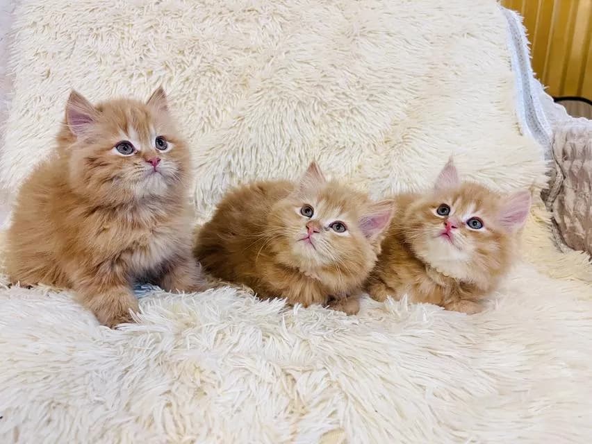 แมว เปอร์เซียสีส้ม สามสี