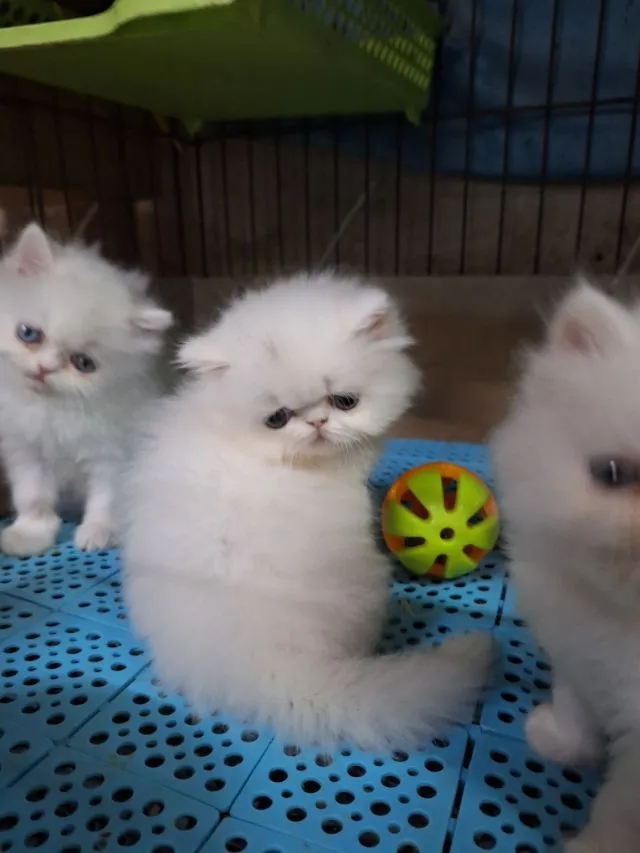 ลูกแมวเอ็กโชติกแท้
