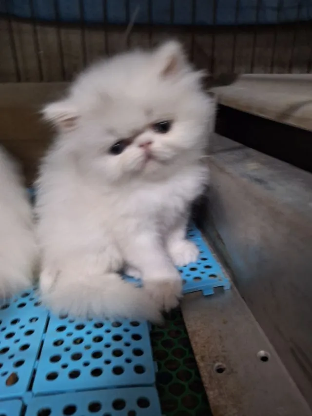 ลูกแมวเอ็กโชติกแท้