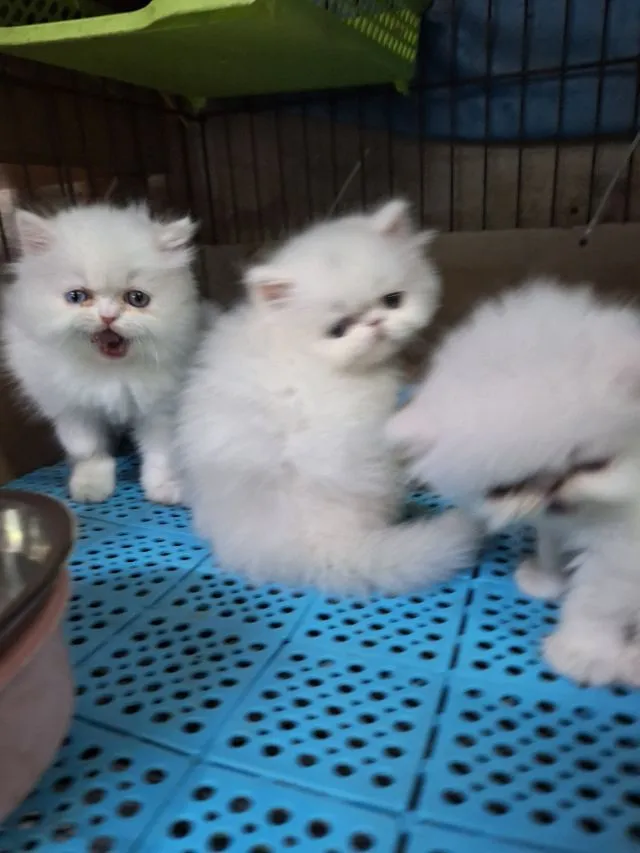 ลูกแมวเอ็กโชติกแท้