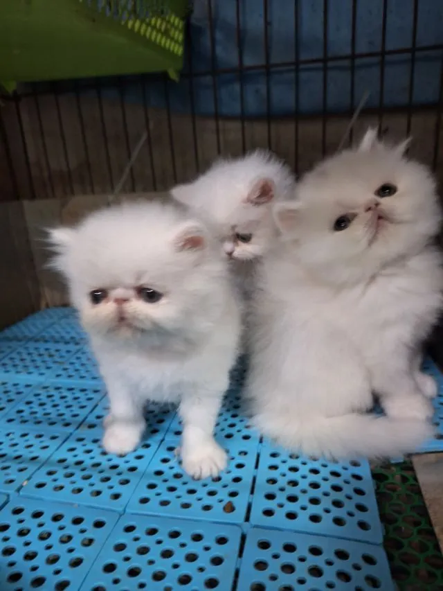 ลูกแมวเอ็กโชติกแท้