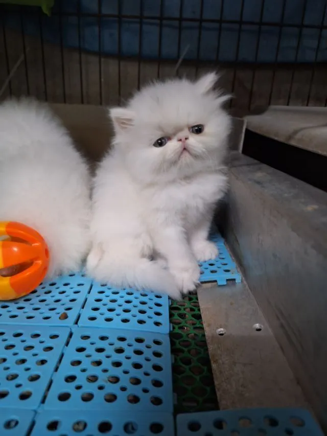 ลูกแมวเอ็กโชติกแท้