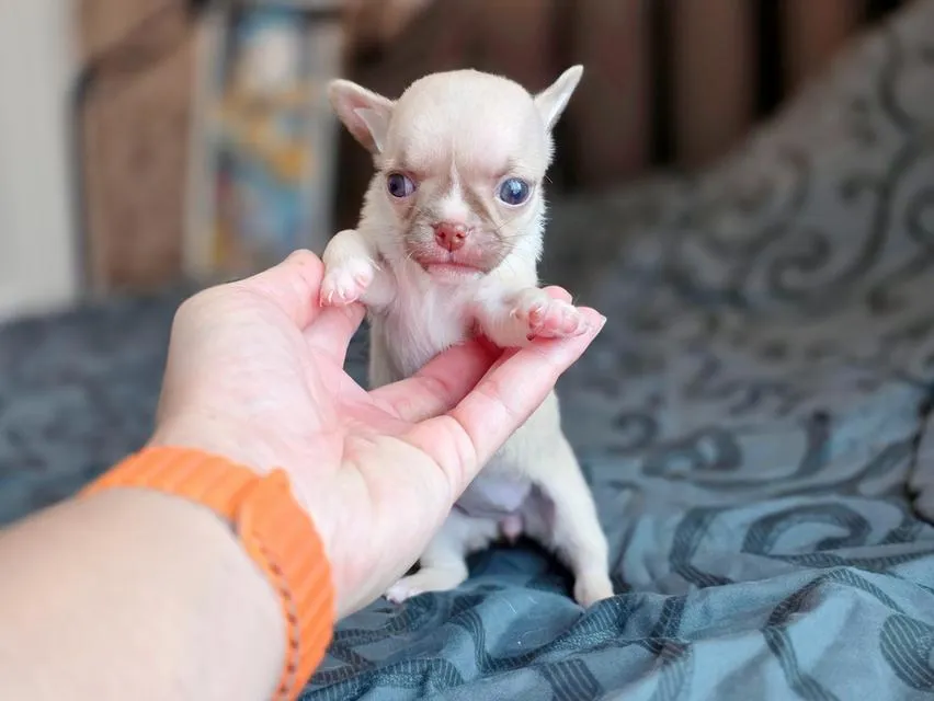 ชิวาวาขนสั้นพันธุ์แท้หน้าสั้น3สาวน้อยน่ารักพร้อมย้ายบ้านมีส่งเก็บปลายทางได้ครับ