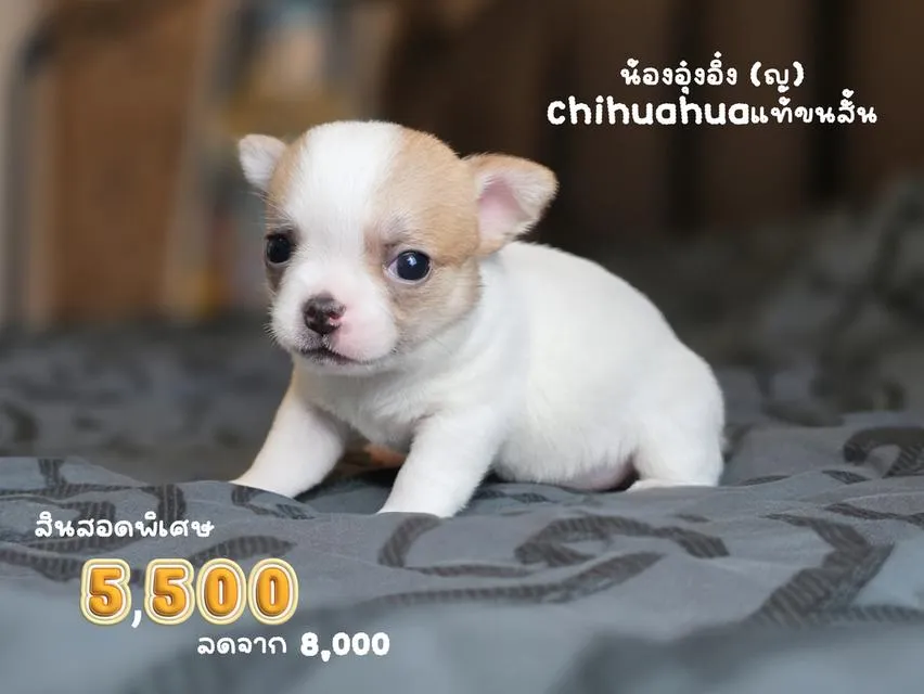 ชิวาวาขนสั้นพันธุ์แท้หน้าสั้น3สาวน้อยน่ารักพร้อมย้ายบ้านมีส่งเก็บปลายทางได้ครับ