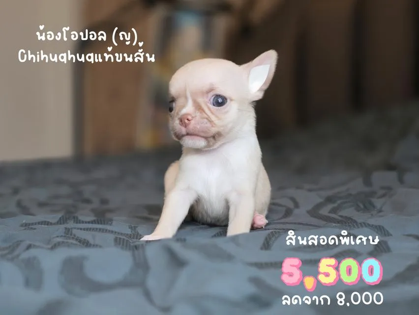 ชิวาวาขนสั้นพันธุ์แท้หน้าสั้น3สาวน้อยน่ารักพร้อมย้ายบ้านมีส่งเก็บปลายทางได้ครับ