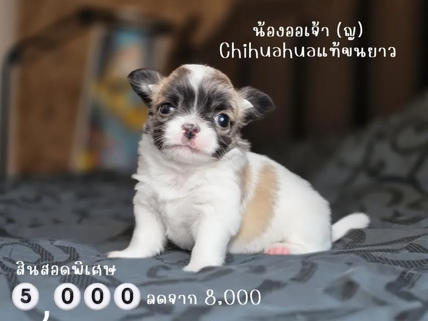 ชิวาวาขนสั้นพันธุ์แท้หน้าสั้น3สาวน้อยน่ารักพร้อมย้ายบ้านมีส่งเก็บปลายทางได้ครับ
