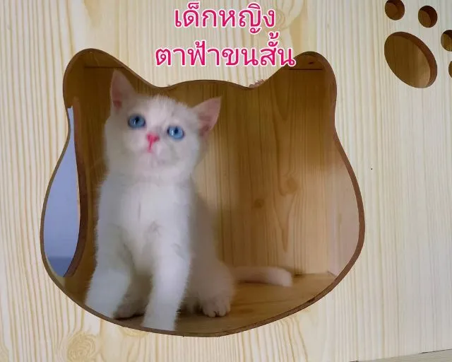 สก๊อตติชแท้ 2เดือน ตาสองสี