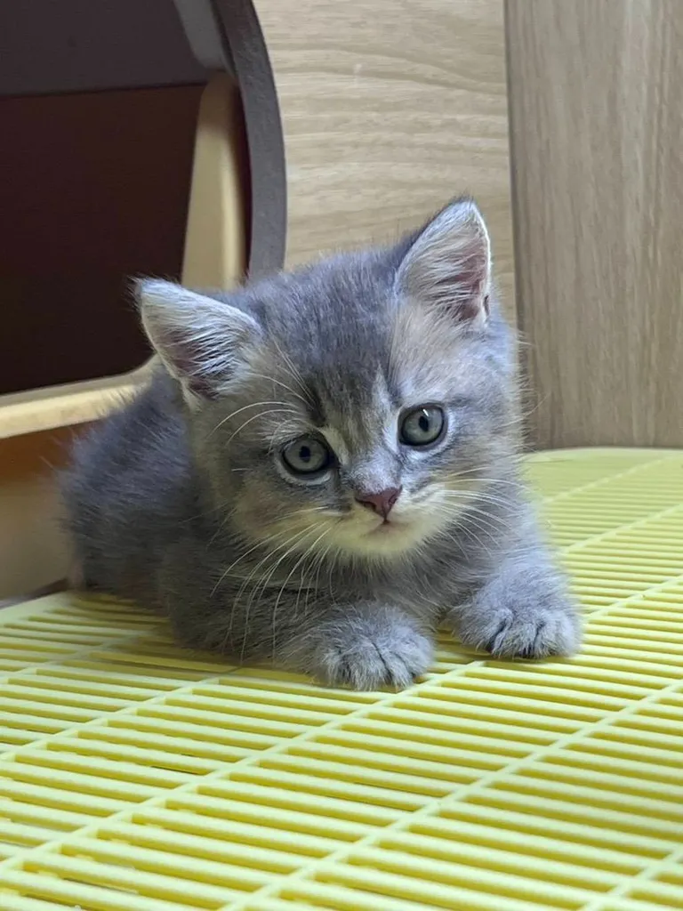 British Shorthair