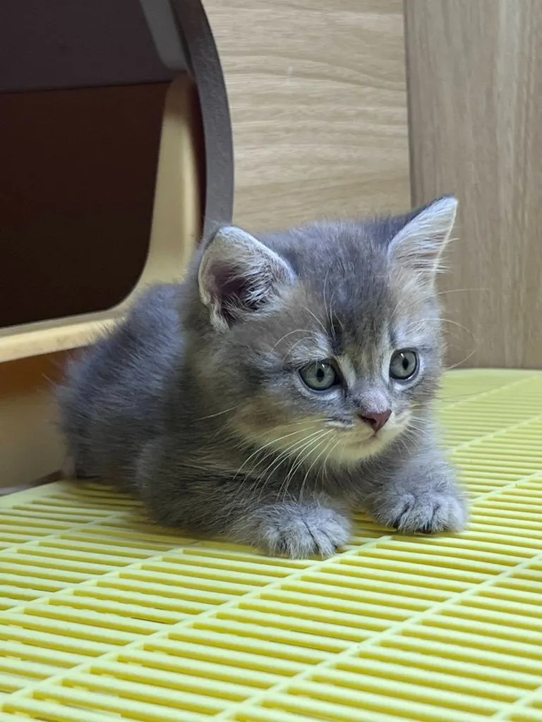 British Shorthair