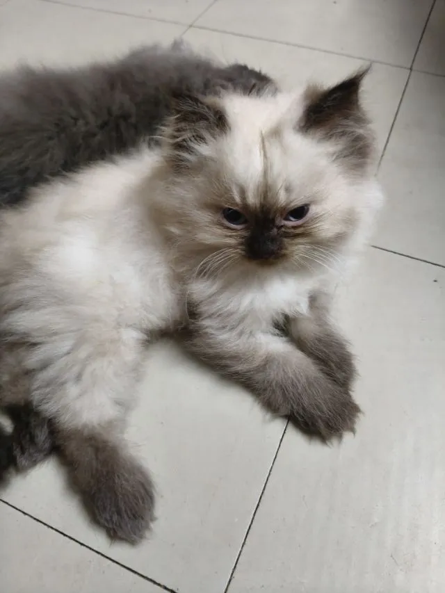 เปอร์แท้ลดได้รับเอง