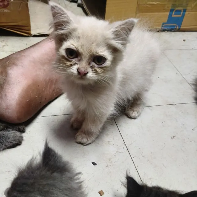 เปอร์แท้ลดได้รับเอง