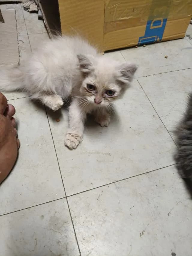 เปอร์แท้ลดได้รับเอง