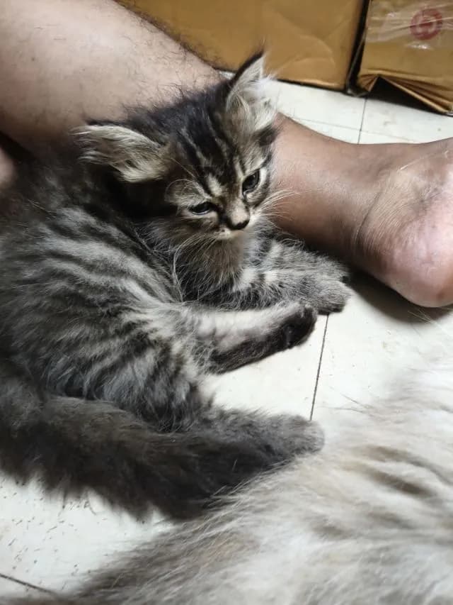 เปอร์แท้ลดได้รับเอง