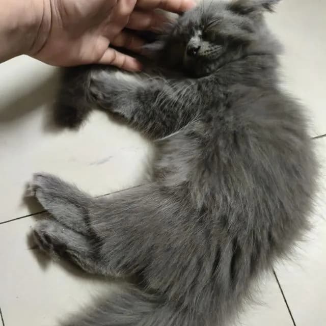 เปอร์แท้ลดได้รับเอง